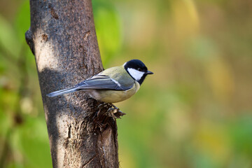 great tit parus major © smirs