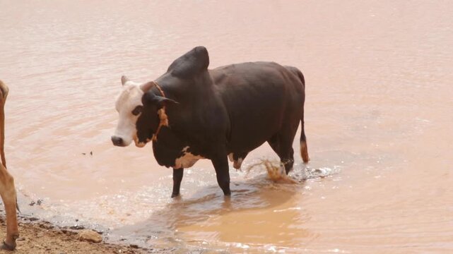 Zebu bull standing in a muddy water pan