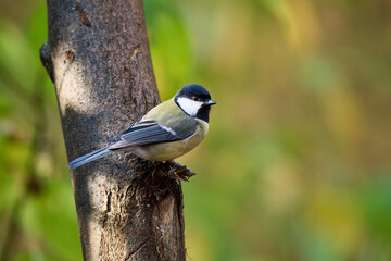 great tit parus major © smirs