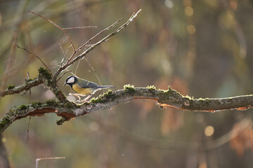 great tit parus major © smirs