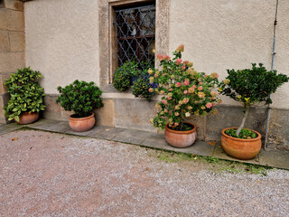 Row of potted green ornamental plants and a blooming pink hydrangea in traditional terracotta clay pots arranged along a rustic light stone wall of a historical building with a wrought iron window gra © Michal