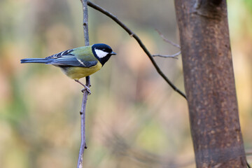 great tit parus major © smirs