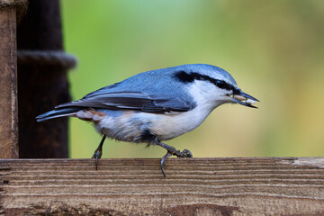 blue tit on a branch © smirs
