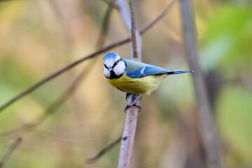 blue tit on branch © smirs