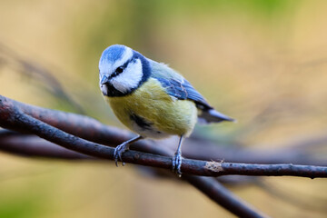 blue tit on branch © smirs