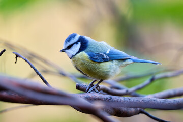 blue tit on branch © smirs