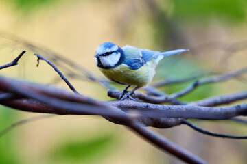 blue tit on branch © smirs