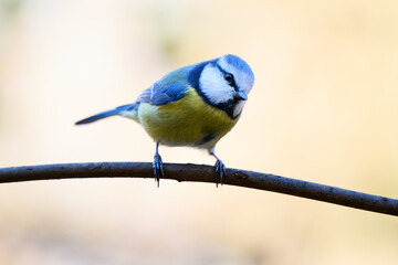 The blue tit has a bright blue crown, white cheeks with dark markings around its eyes and neck, and a yellow-green chest and belly. Its back and wings display a beautiful combination of blue, turquois © smirs