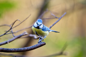 The blue tit has a bright blue crown, white cheeks with dark markings around its eyes and neck, and a yellow-green chest and belly. Its back and wings display a beautiful combination of blue, turquois © smirs