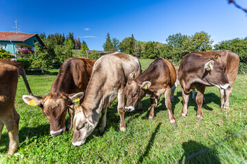 Germany, Bavaria, Allgäu, Kempten, herd of cows grazing on a lush mountain pasture with panoramic Alpine views and blue sky © mmphoto