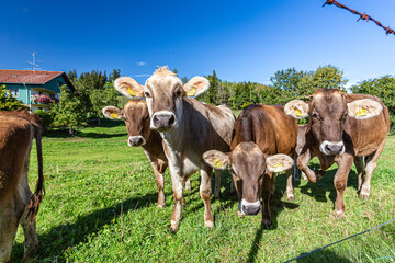 Germany, Bavaria, Allgäu, Kempten, herd of cows grazing on a lush mountain pasture with panoramic Alpine views and blue sky © mmphoto