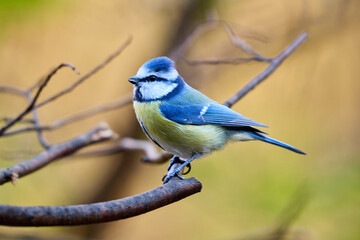 The blue tit has a bright blue crown, white cheeks with dark markings around its eyes and neck, and a yellow-green chest and belly. Its back and wings display a beautiful combination of blue, turquois © smirs