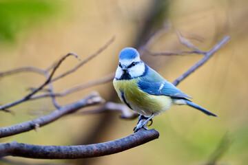 The blue tit has a bright blue crown, white cheeks with dark markings around its eyes and neck, and a yellow-green chest and belly. Its back and wings display a beautiful combination of blue, turquois © smirs