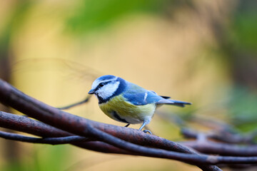 The blue tit has a bright blue crown, white cheeks with dark markings around its eyes and neck, and a yellow-green chest and belly. Its back and wings display a beautiful combination of blue, turquois © smirs