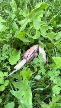 Autumn life in botany: fresh, new coprinus mushroom grows, while there is a faded, decayed shaggy mane. Life cycle of ink cap