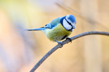 The blue tit has a bright blue crown, white cheeks with dark markings around its eyes and neck, and a yellow-green chest and belly. Its back and wings display a beautiful combination of blue, turquois © smirs