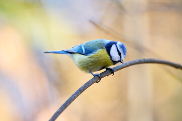 The blue tit has a bright blue crown, white cheeks with dark markings around its eyes and neck, and a yellow-green chest and belly. Its back and wings display a beautiful combination of blue, turquois © smirs
