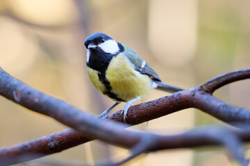 The blue tit has a bright blue crown, white cheeks with dark markings around its eyes and neck, and a yellow-green chest and belly. Its back and wings display a beautiful combination of blue, turquois © smirs