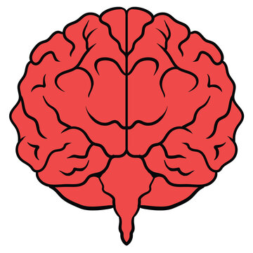 human brain front view vector illustration. Brain outline hand drawn