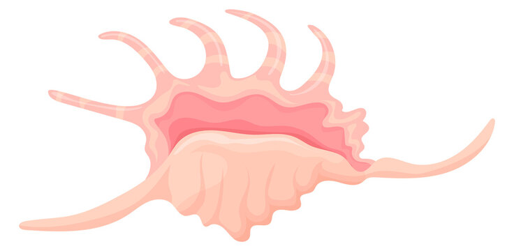 Spider conch shell. Tropical ocean aquatic decoration