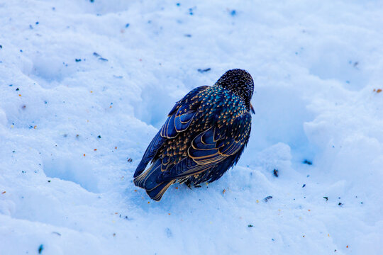 Starling Bird Sitting on Snow, Ohio