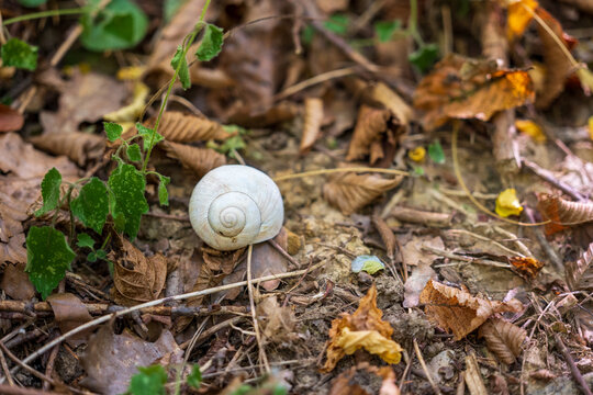 Close-up of a white spiral snail shell among autumn leaves, showing natural geometry, organic curves and delicate texture with a softly blurred earthy background.