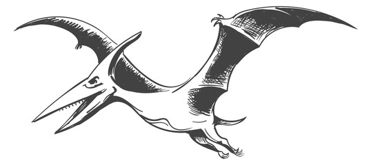 Flying dinosaur drawing. Pterodactyl hand drawn icon © vectortatu