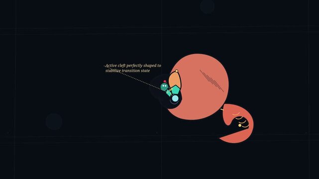 Educational 2D animation explaining Michaelis-Menten kinetics showing macromolecular catalyst enzyme binding with substrate reaction velocity curve and competitive inhibition