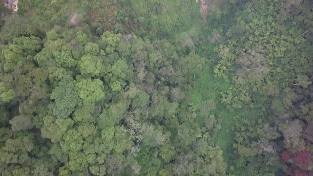 Rainforest edge meeting plantation rows, a lone hut and a hilltop hamlet with red dirt hairpin roads near Bwindi Impenetrable Forest in southwestern Uganda, top down drone forward with tilt up reveal