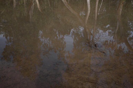 Water accumulation in a forest after heavy rainfall