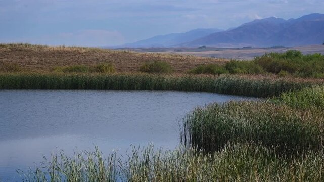 Green reeds and marsh vegetation swaying in the wind on a calm lake shore in the foothills of the Dzungarian Alatau mountains in Kazakhstan. Suitable for travel, environmental projects, and nature bac
