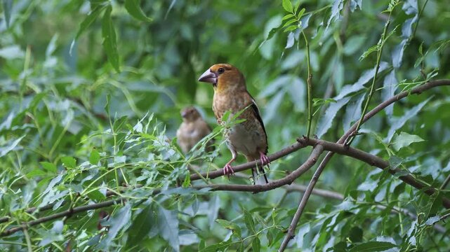 A young hawfinch (Coccothraustes coccothraustes) rests on a branch in a European forest
