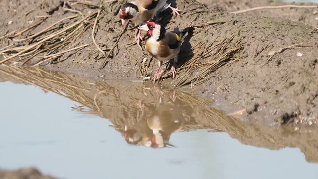 Two European goldfinches (Carduelis carduelis) drinking from a rain puddle