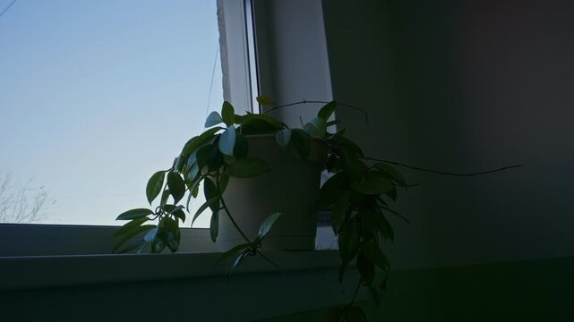 Potted trailing houseplant with glossy leaves rests on windowsill; diffused daylight from window highlights foliage against subdued interior wall.
