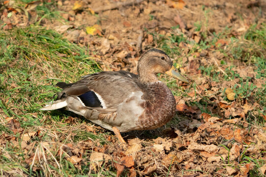View of a wild mallard duck standing on dry autumn leaves and grass in Cerin, Banskobystricky kraj, Slovakia.