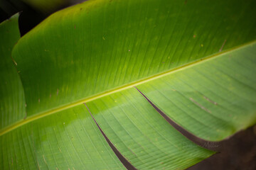 green leaf texture © Denise Miller