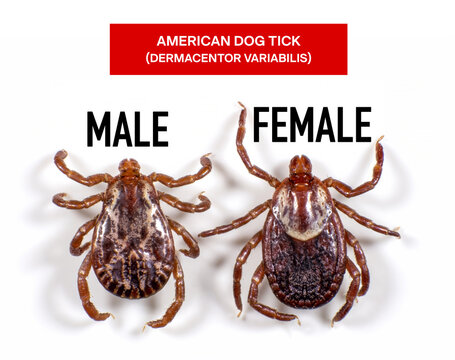 American dog tick, dog tick