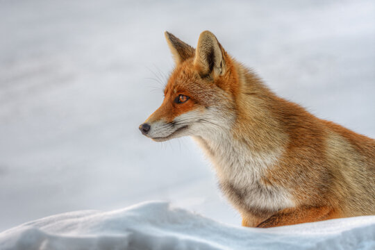 View of a red fox resting in the snow, looking to the side, with its orange fur contrasting against the white winter landscape in Castelluccio, Umbria, Italy.