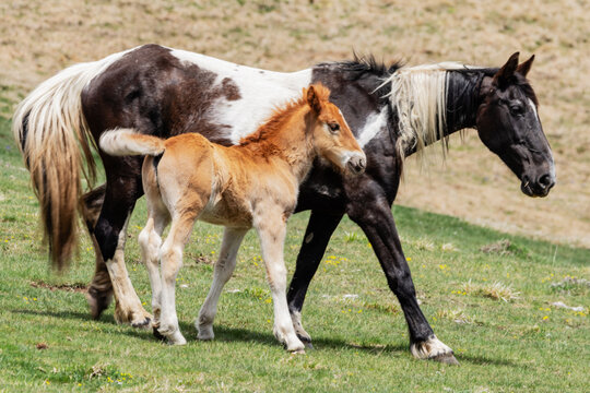 View of a black and white pinto mare walking with her young light brown foal through a green grassy field in Accumoli, Lazio, Italy.