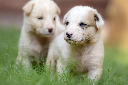 View of two young shepherd dog puppies standing in green grass in Naseerabad, Balochistan, Pakistan.