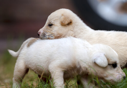 View of two light-colored shepherd dog puppies resting together in a grassy field in Naseerabad, Balochistan, Pakistan.