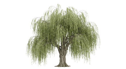 Mature weeping willow tree with cascading green branches isolated against a dark background © Ophelia