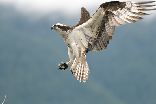View of an osprey in flight with its wings spread wide, captured in mid-air above the landscape in Pitt Meadows, British Columbia, Canada.