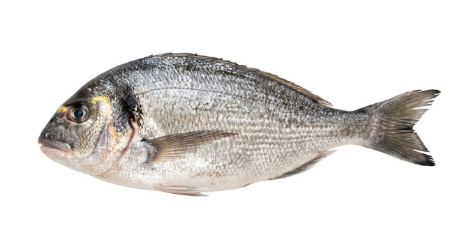 Golden-marked seabream displayed in profile against a clean, solid black background