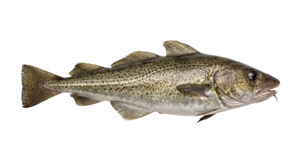 Mottled cod fish with speckled scales and prominent dorsal fins isolated on black © Ophelia