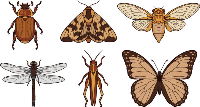 Insects vector set, brown beetle moth cicada dragonfly grasshopper butterfly collection