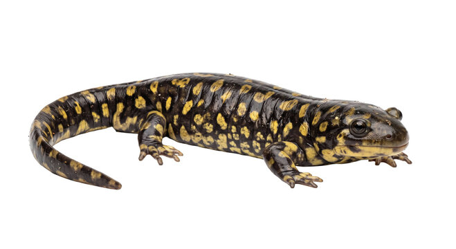 Yellow-spotted tiger salamander showing its patterned body in profile on a dark background