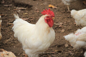 free range chickens © MixStudio