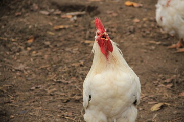 rooster in the farm © MixStudio