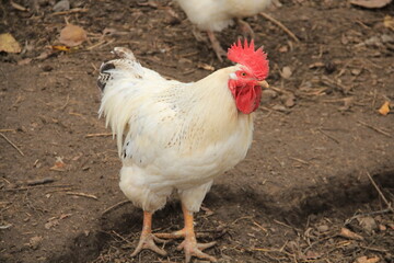 white rooster on the farm © MixStudio